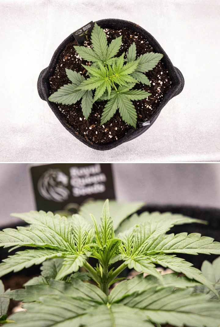 Plantă de cannabis Gaia F1 în săptămâna 2 crescând în sol cu o creștere vegetativă timpurie sănătoasă în interior