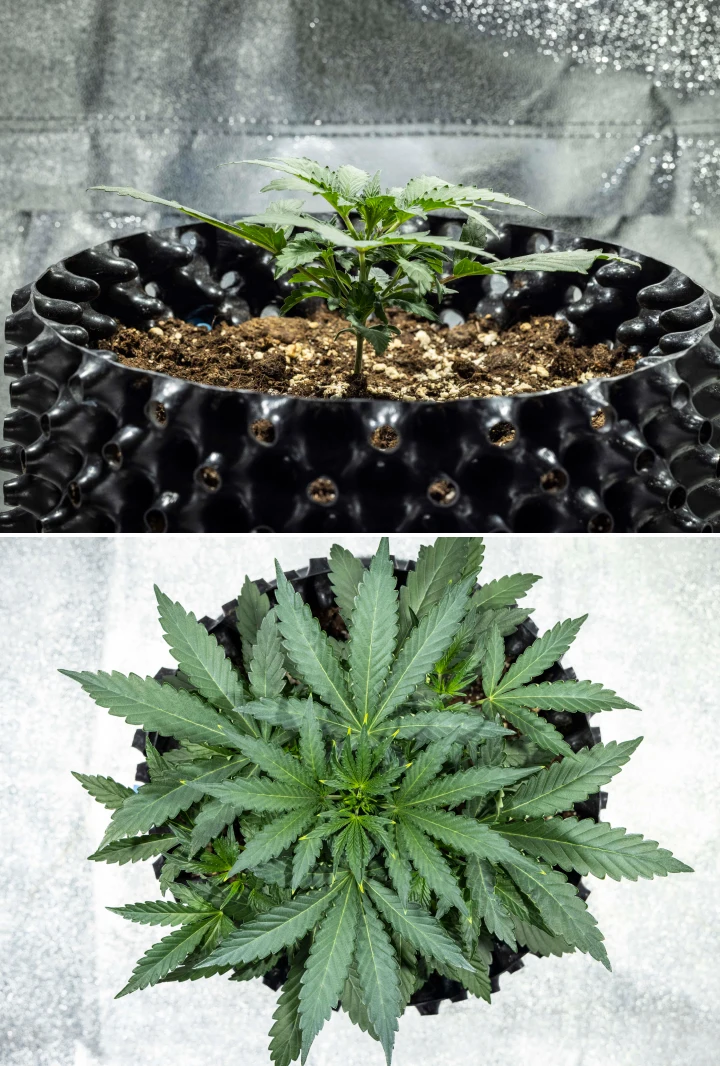 Plantă de canabis North Thunderfuck în săptămâna 2 a creșterii vegetative timpurii, dezvoltând frunze evantai suplimentare și formând un sistem radicular mai puternic în sol sub lumină LED