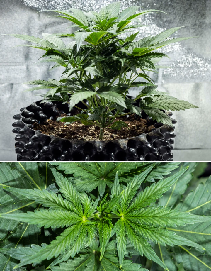 Plantă de canabis North Thunderfuck în săptămâna 3 a creșterii vegetative, cu o structură viguroasă, frunze evantai late și ramificare sănătoasă în sol sub lumină LED