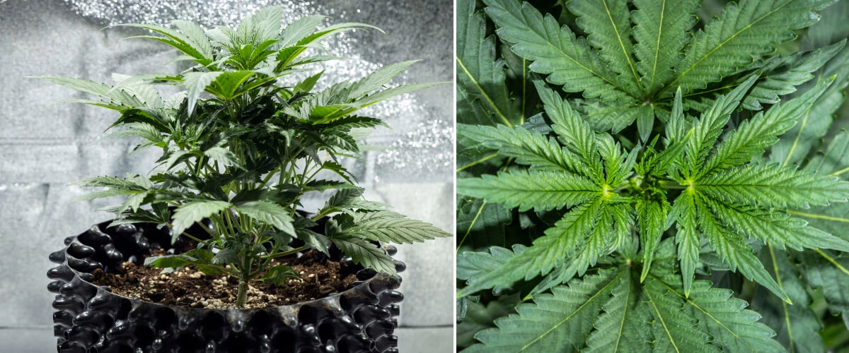 Plantă de canabis North Thunderfuck în săptămâna 3 a creșterii vegetative, cu o structură viguroasă, frunze evantai late și ramificare sănătoasă în sol sub lumină LED