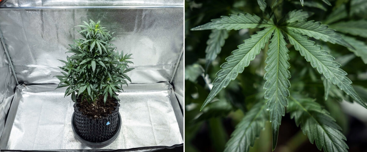 Plantă de canabis North Thunderfuck în săptămâna 4 a creșterii vegetative, cu o coroană mai bogată, ramificare puternică și frunze evantai sănătoase care se dezvoltă în sol sub lumină LED