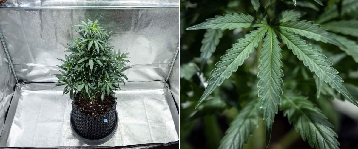 Plantă de cannabis North Thunderfuck în săptămâna 4 de creștere vegetativă, cu o coroană mai bogată, ramificare puternică și frunze evantai sănătoase dezvoltându-se în sol sub lumină LED