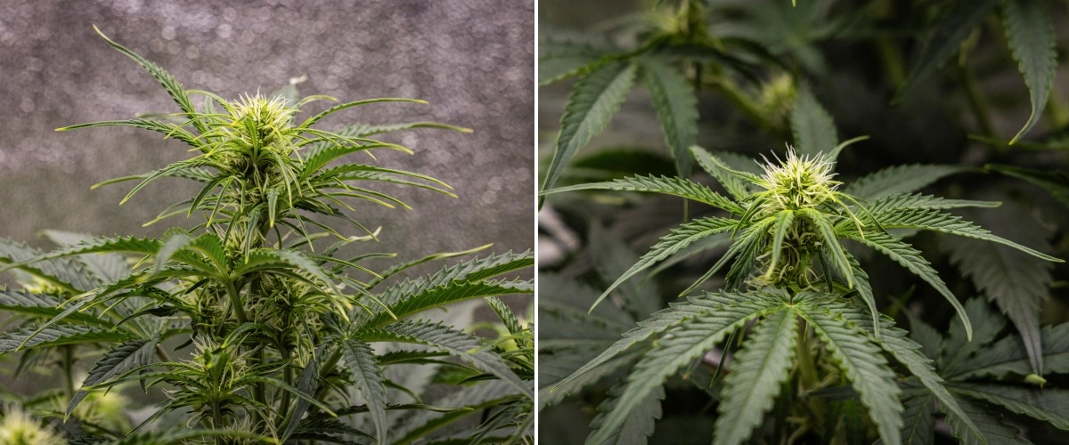 Plantă de cannabis Gaia F1 în săptămâna 5 crescând în sol cu o creștere sănătoasă în faza de înflorire în interior