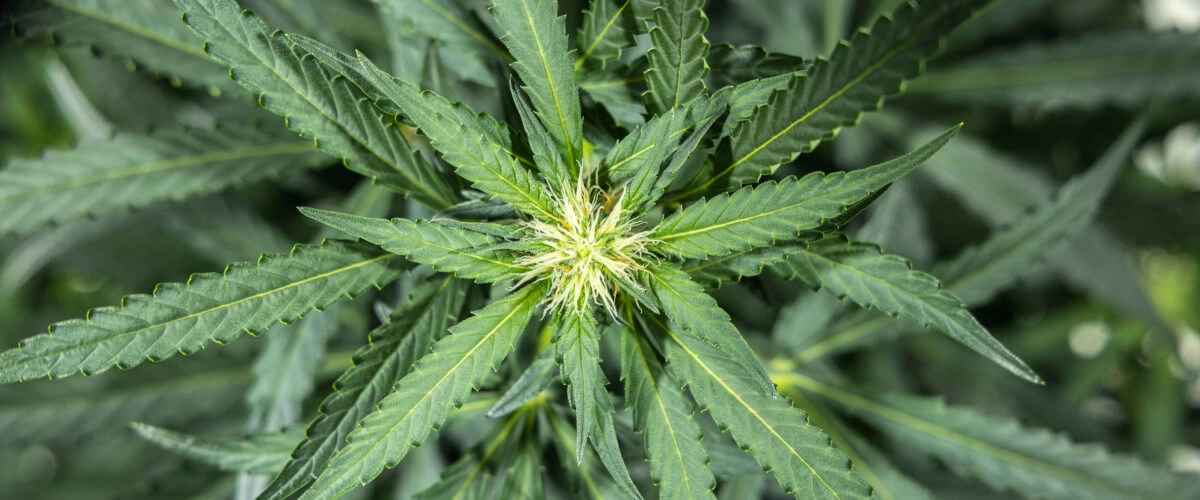 Plantă de canabis North Thunderfuck în săptămâna 5 a înfloririi timpurii, cu pistiluri albe proaspete care se formează în punctele de înflorire și frunze evantai sănătoase sub lumină LED