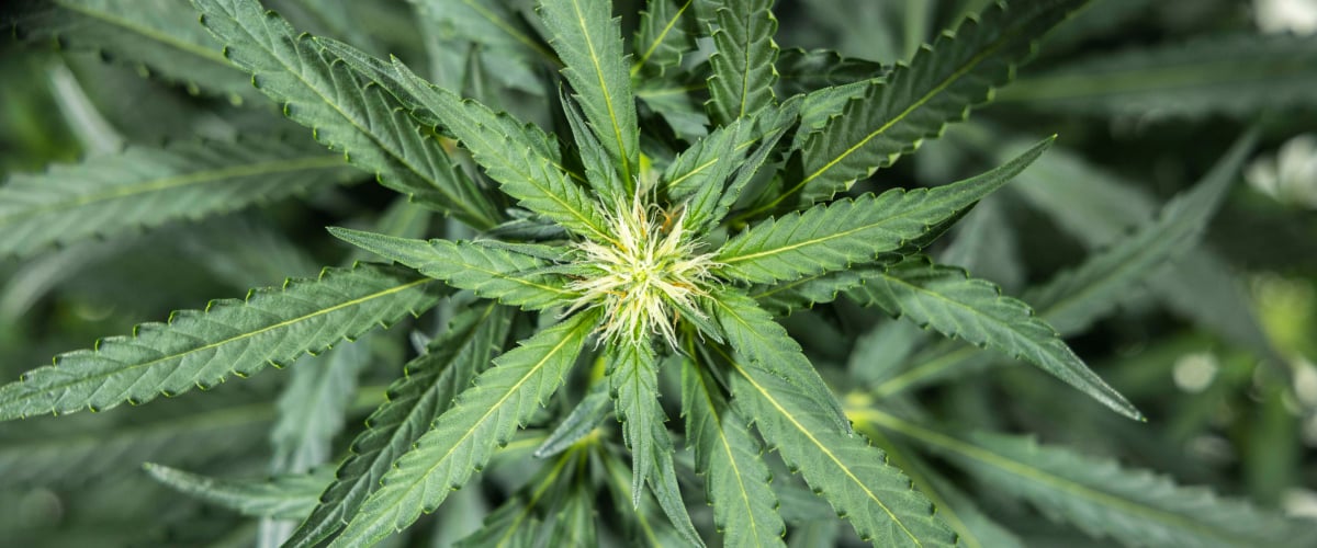 Plantă de cannabis North Thunderfuck în săptămâna 5 de înflorire timpurie, cu pistili albi proaspeți formându-se la locurile mugurilor și frunze evantai sănătoase sub lumină LED