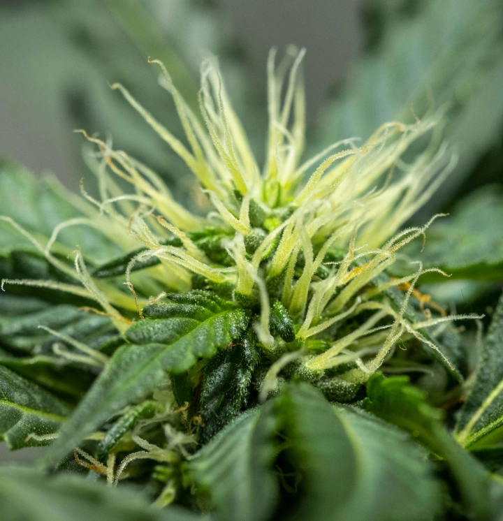 Plantă de canabis North Thunderfuck în săptămâna 6 a înfloririi, cu structura florilor în dezvoltare, numeroase pistiluri albe și frunze de zahăr sănătoase sub lumină LED