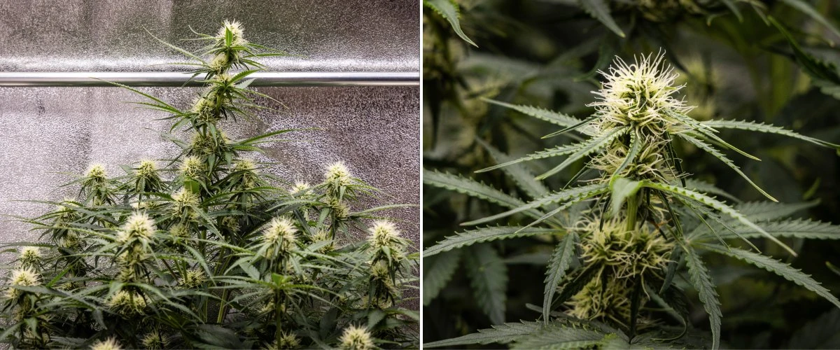 Plantă de cannabis Gaia F1 în săptămâna 6 crescând în sol cu o creștere sănătoasă la mijlocul înfloririi în interior