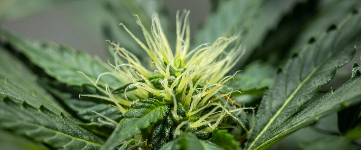 Plantă de canabis North Thunderfuck în săptămâna 6 a înfloririi, cu structura florilor în dezvoltare, numeroase pistiluri albe și frunze de zahăr sănătoase sub lumină LED