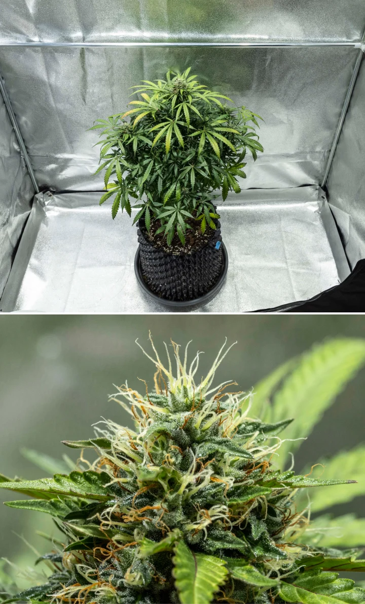 Plantă de canabis North Thunderfuck în săptămânile 7–8 de înflorire, cu muguri în expansiune, grupuri dense de pistiluri și o producție tot mai mare de rășină sub lumină LED