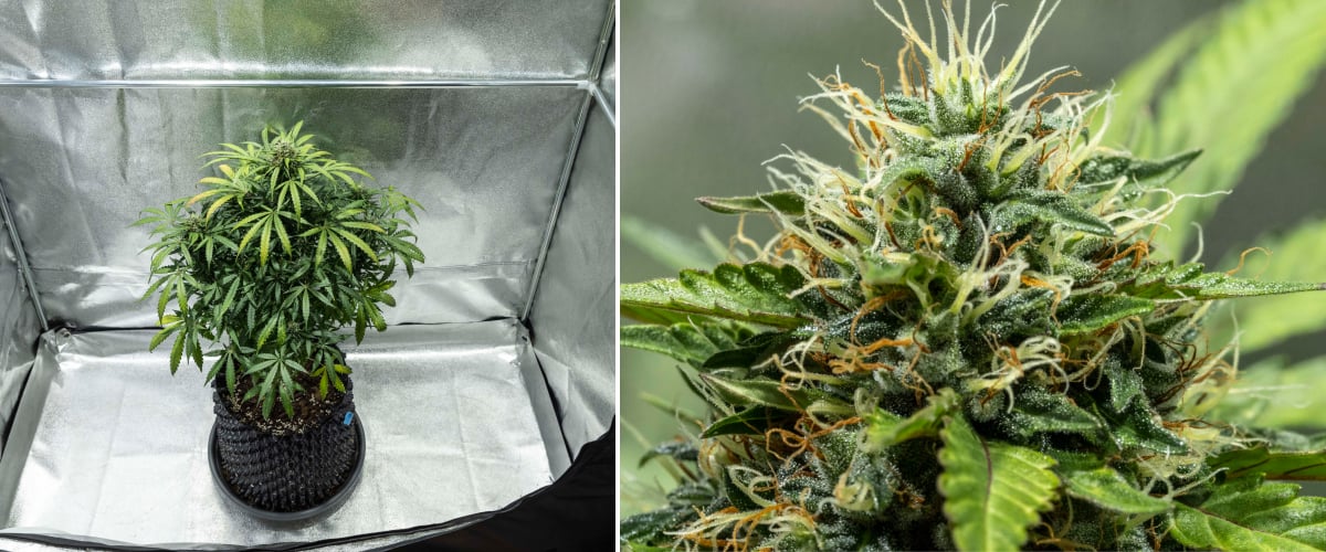 Plantă de cannabis North Thunderfuck în săptămânile 7–8 de înflorire cu muguri în expansiune, grupuri dense de pistili și producție crescută de rășină sub lumină LED