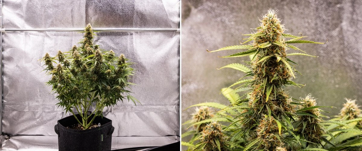 Plantă de cannabis Gaia F1 în săptămâna 8 crescând în sol cu flori sănătoase în curs de maturare în interior