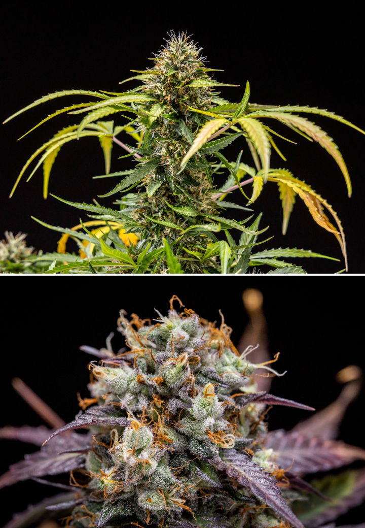 Plantă de cannabis North Thunderfuck în săptămânile 9–10 de înflorire cu muguri complet dezvoltați, pistili închiși la culoare, acoperire abundentă de rășină și semne de pregătire pentru recoltare sub lumină LED