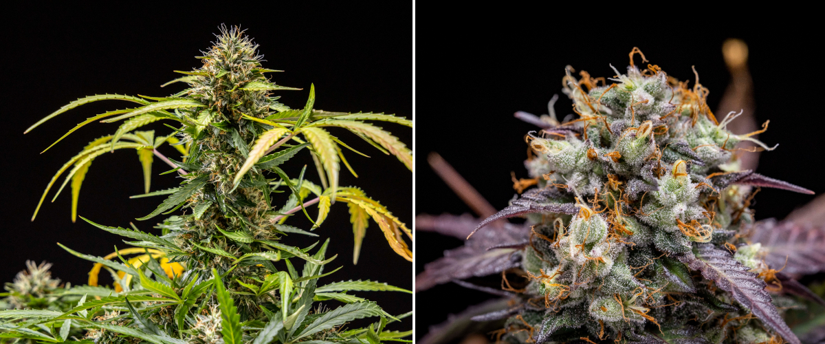 Plantă de cannabis North Thunderfuck în săptămânile 9–10 de înflorire cu muguri complet dezvoltați, pistili închiși la culoare, acoperire abundentă de rășină și semne de pregătire pentru recoltare sub lumină LED