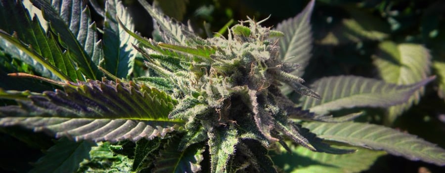 White Widow White Widow