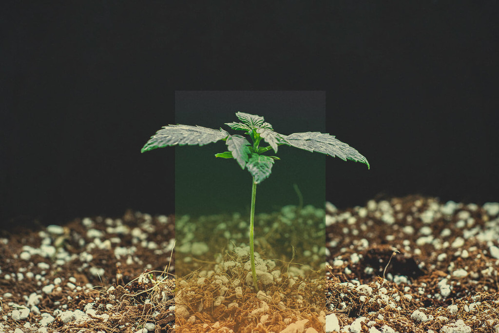Germinarea semințelor de canabis - Ghid de rezolvare a problemelor