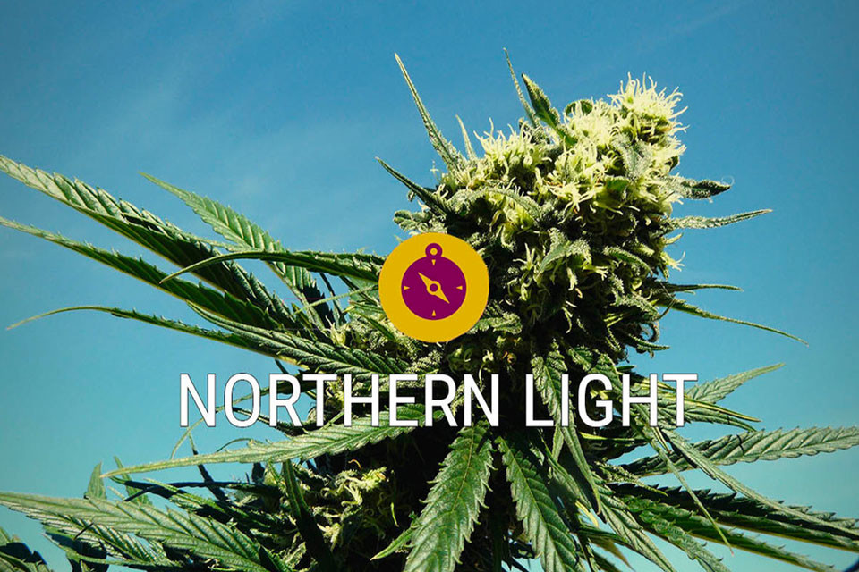 Northern Lights: O tulpină clasică de canabis și o legendă indica adevărată