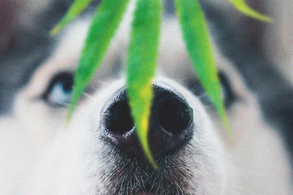 Animalele de companie și toxicitatea canabisului: ce se întâmplă în cazul în care câinele tău consumă canabis?