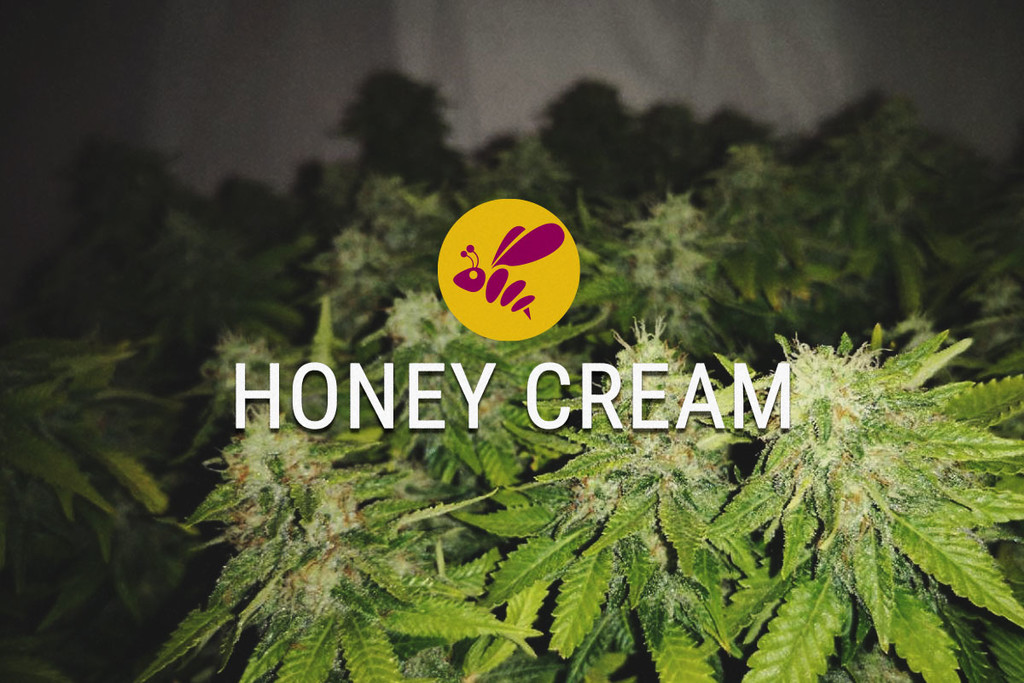 Honey Cream: Dulce din Toate Punctele de Vedere