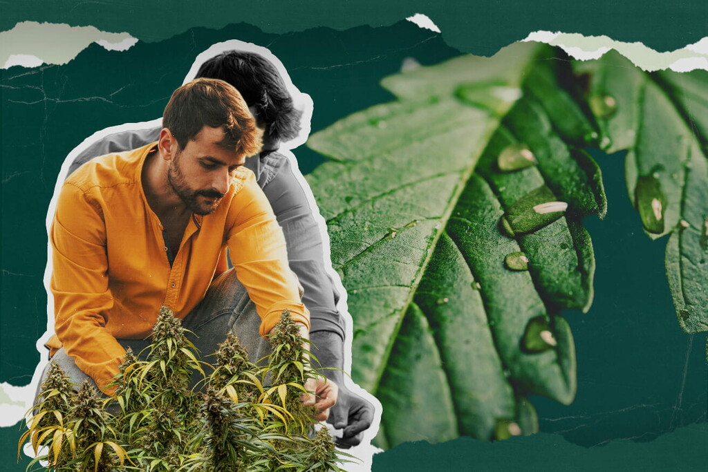 Ce este gutația canabisului? Tot ce trebuie să știi