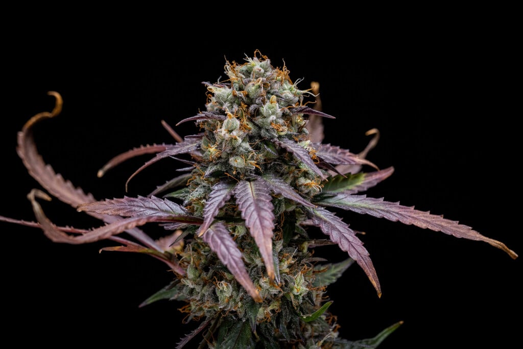 Raport de cultivare North Thunderfuck Auto săptămână cu săptămână