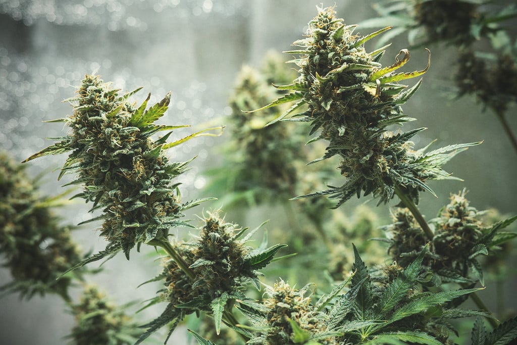 Sfaturi pentru cultivarea canabisului autoflorant în interior