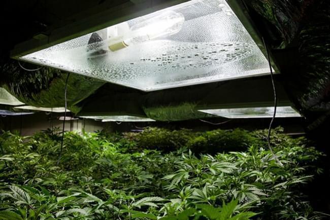 Cultivarea canabisului în interior: Umiditate relativă și temperaturi