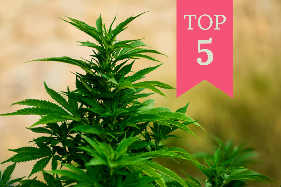 Top 5 cele mai bune tulpini feminizate pentru cultivarea în aer liber (2025)