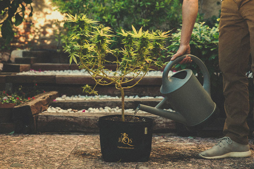 Cum și când să spălăm plantele de marijuana