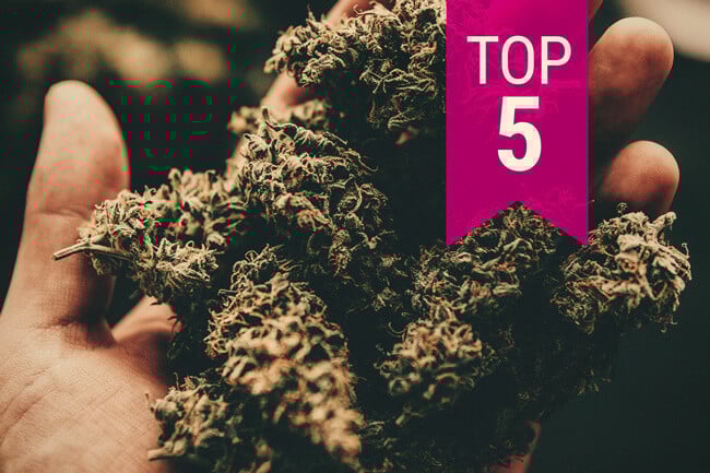 Top 5 cele mai potente tulpini de canabis - actualizare 2020