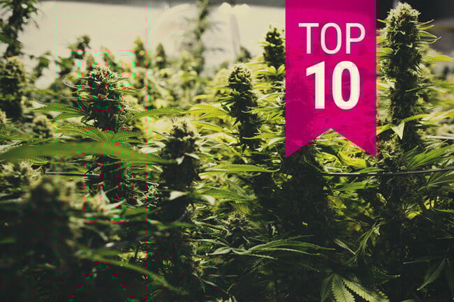 Top 10 tulpini de canabis cu cel mai mare randament (Update 2025) 