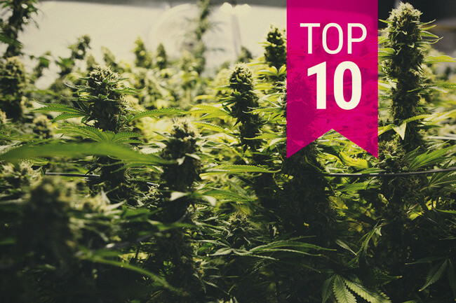 Top 10 tulpini de canabis cu cel mai mare randament (Update 2026)