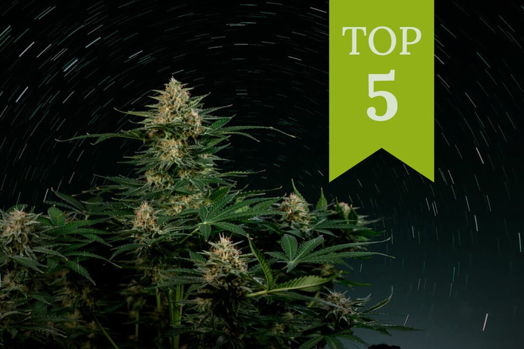 Top 5 autoflorante cu conținut ridicat de THC din 2026