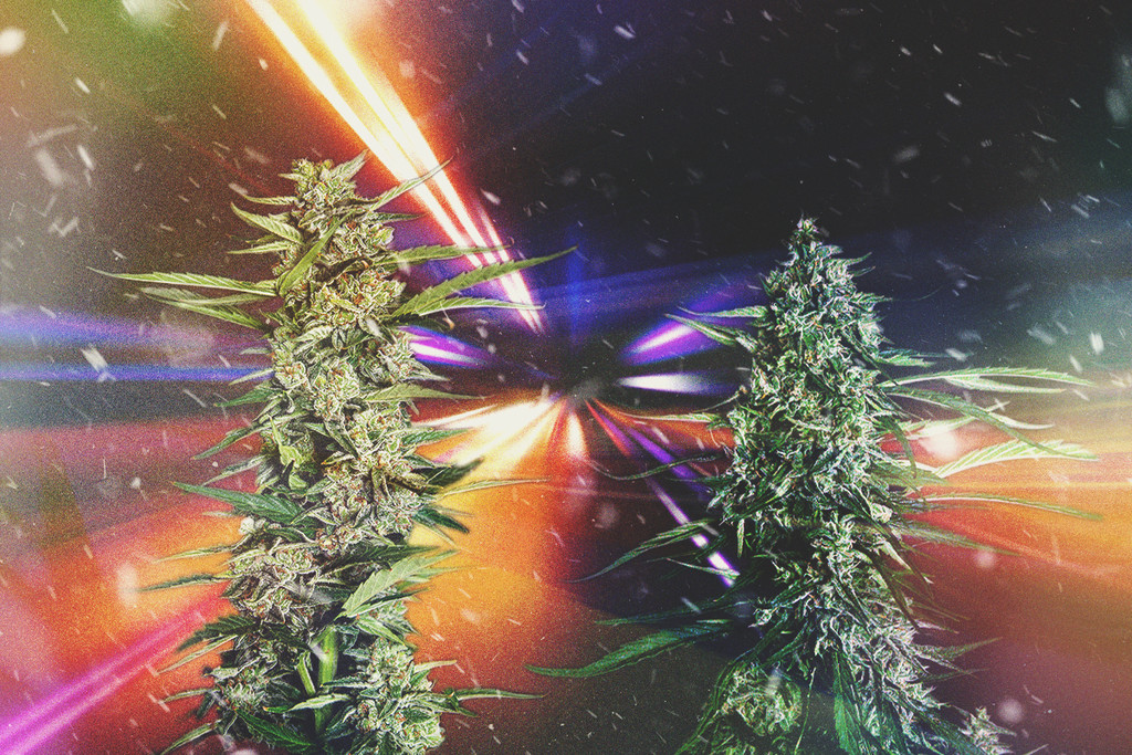 Cele mai rapide tulpini de canabis din 2025