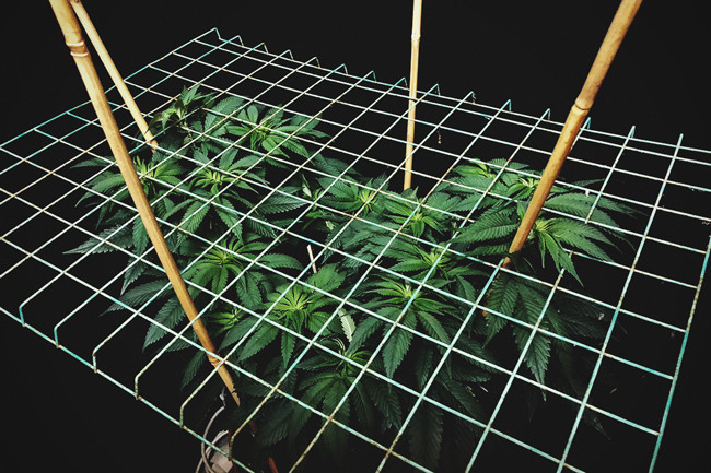 Cum și de ce să folosești tehnica ScrOG pe plantele tale de canabis