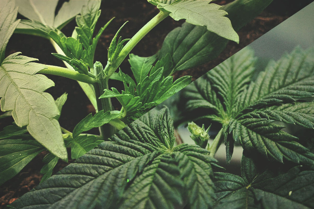 Tăierea completă vs parțială a vârfului plantei de marijuana