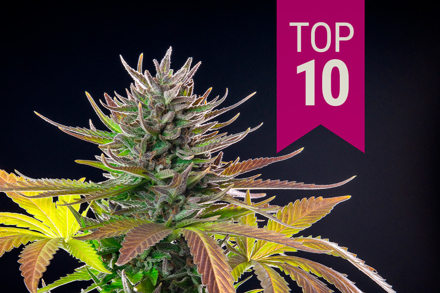 Top 10 cele mai bune tulpini sativa din 2024