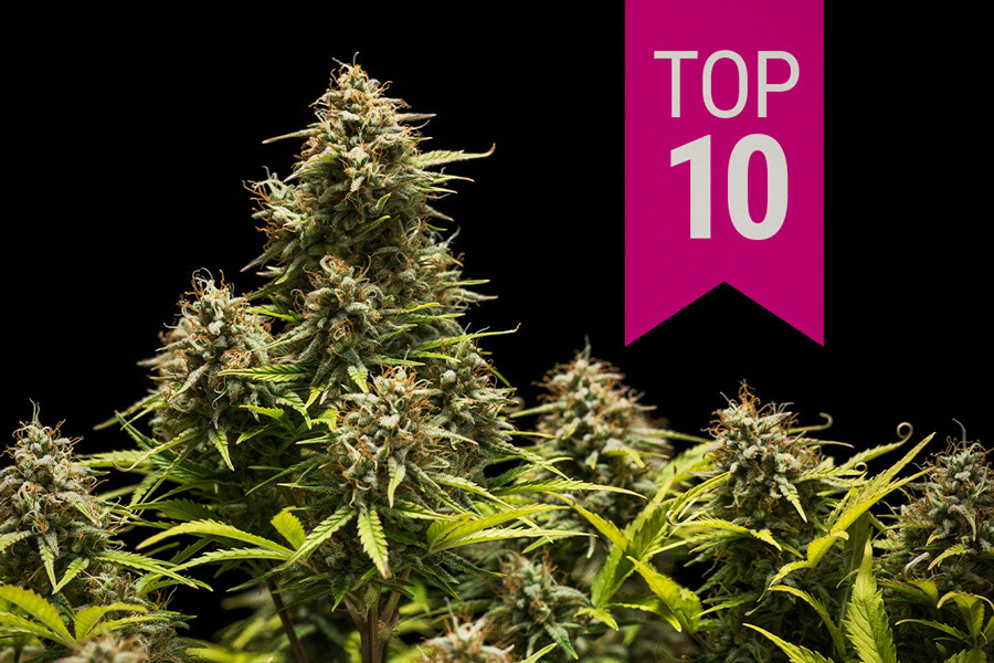 Top 10 Best Indica Cannabis Strains of 2024