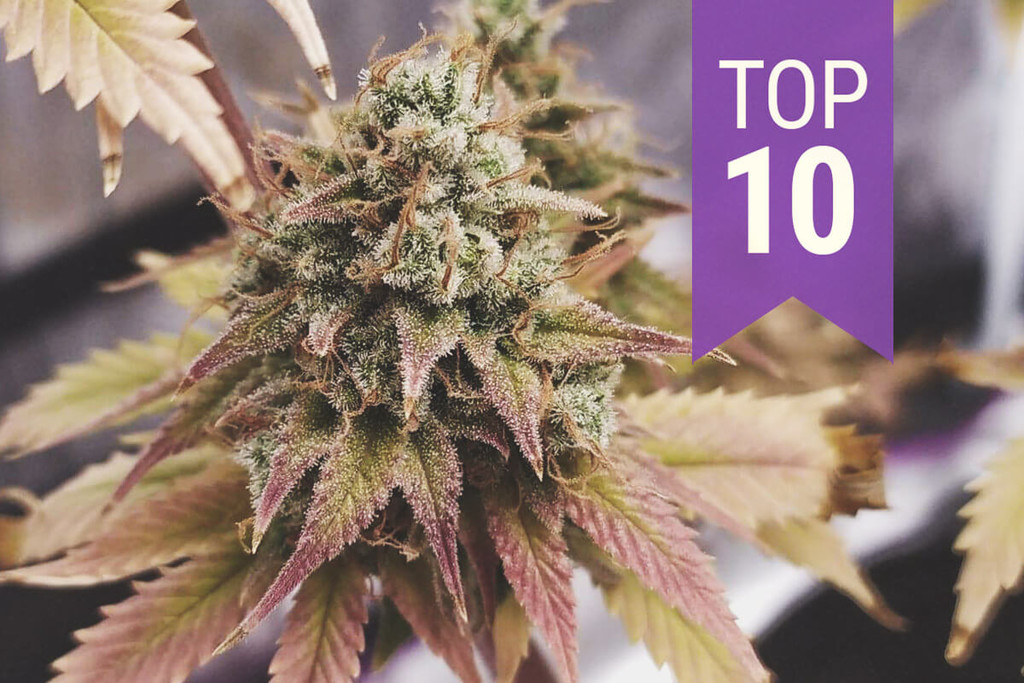 Topul celor 10 tulpini bogate în THC ale anului 2025
