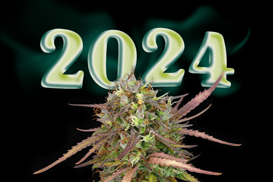 Tulpini de canabis noi de top din 2024