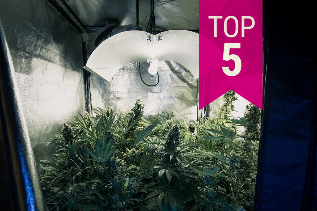 Top 5 tulpini de canabis cu miros discret, pentru 2026