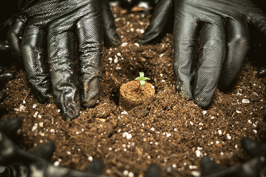Cel mai bun sol pentru a crește plante de canabis autoflorante