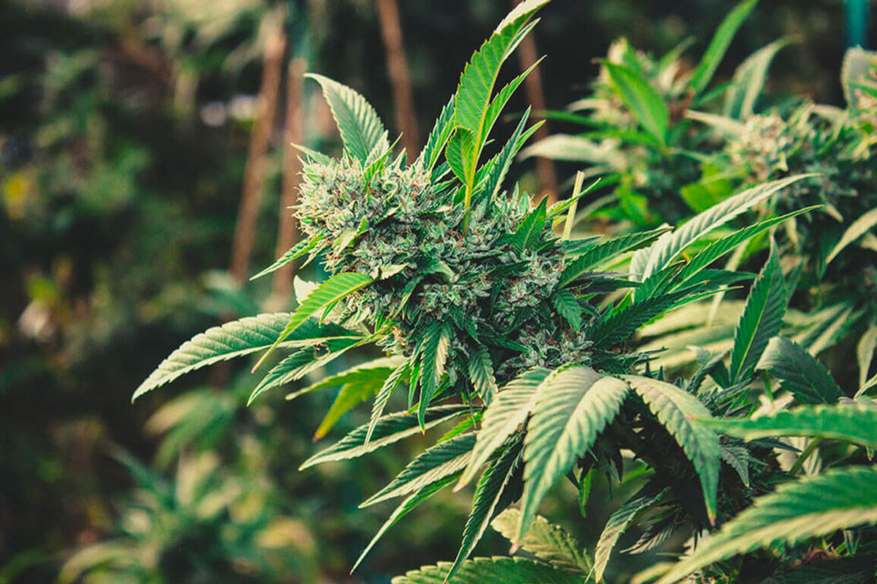 Cum să cultivi canabis în aer liber în 2025