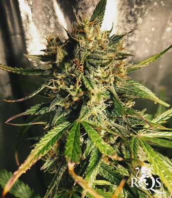 Royal Kush Auto Royal Kush Auto