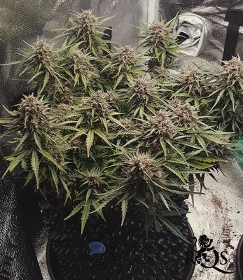 Royal Kush Auto Royal Kush Auto