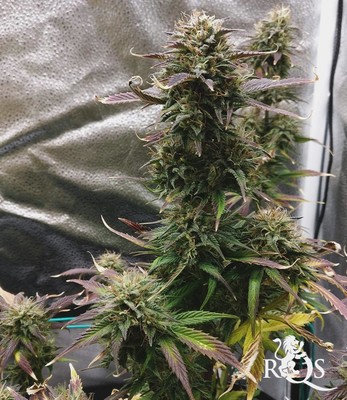 Royal Dwarf Royal Dwarf