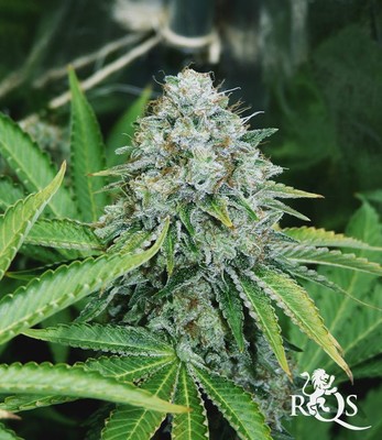OG Kush OG Kush