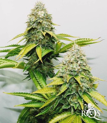 OG Kush OG Kush