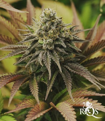 OG Kush OG Kush