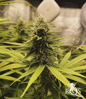 OG Kush OG Kush