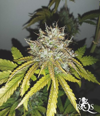 Sweet Skunk Auto Sweet Skunk Auto